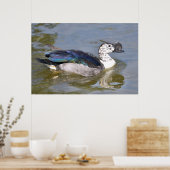 男性のツマガモまたはアフリカのコームガモを閉じる ポスター (キッチン)