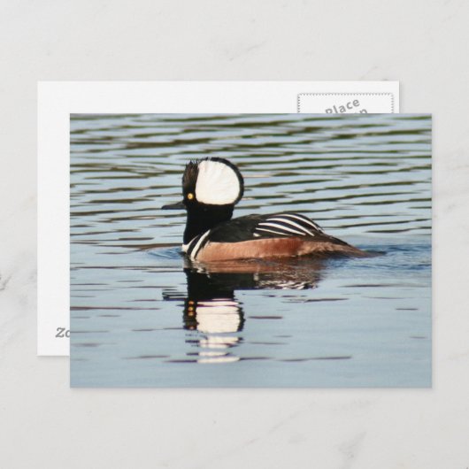 男性のフード付きメルガンサーダック写真はがき ポストカード (正面/裏面)