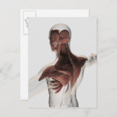 男性の上半身の筋肉の解剖学1 ポストカード (正面/裏面)