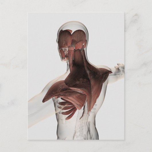 男性の上半身の筋肉の解剖学1 ポストカード (正面)