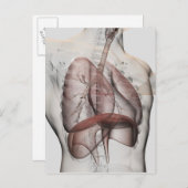 男性の呼吸器系の3次元像 ポストカード (正面/裏面)