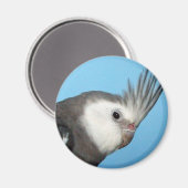 男性の白面尾骨 マグネット (正面/裏面)