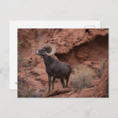 男性の砂漠のブゴーンヒツジ – III ポストカード (正面/裏面)