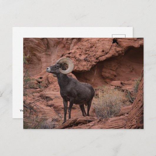 男性の砂漠のブゴーンヒツジ – III ポストカード (正面/裏面)