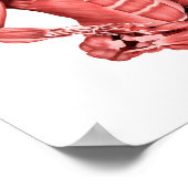 男性の筋肉の座っている医学的イラストレーション ポスター (角)