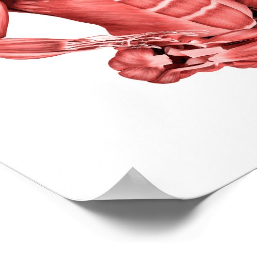 男性の筋肉の座っている医学的イラストレーション ポスター (角)