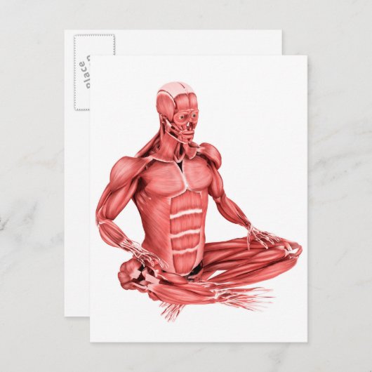 男性の筋肉の座っている医学的イラストレーション ポストカード (正面/裏面)