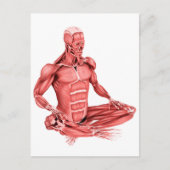 男性の筋肉の座っている医学的イラストレーション ポストカード (正面)
