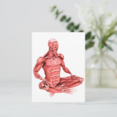 男性の筋肉の座っている医学的イラストレーション ポストカード (スタンド正面)