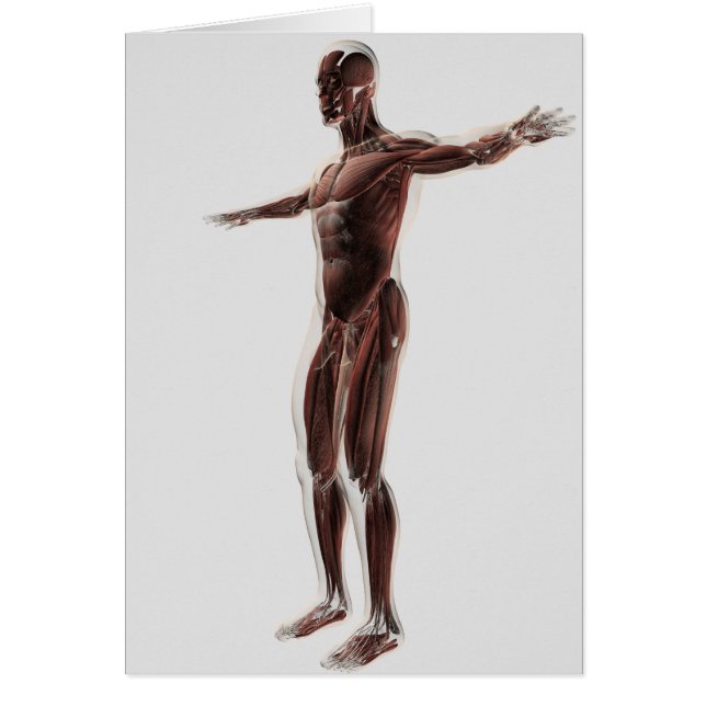 男性の筋肉システムの解剖学，側面ビュー2 (正面)