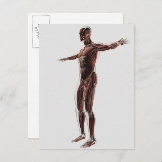 男性の筋肉システムの解剖学,側面ビュー2 ポストカード (正面/裏面)