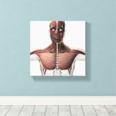 男性の筋肉システムの解剖学，側面1 キャンバスプリント (インサイチュ (ウッドフロア))