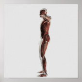 男性の筋肉システムの解剖学，側面3 ポスター (正面)