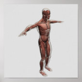 男性の筋肉システムの解剖学，側面4 ポスター (正面)