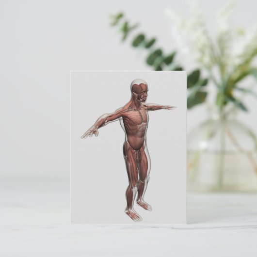 男性の筋肉システムの解剖学,側面4 ポストカード (スタンド正面)