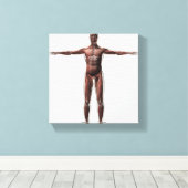 男性の筋肉システムの解剖学、前面1 キャンバスプリント (インサイチュ (ウッドフロア))