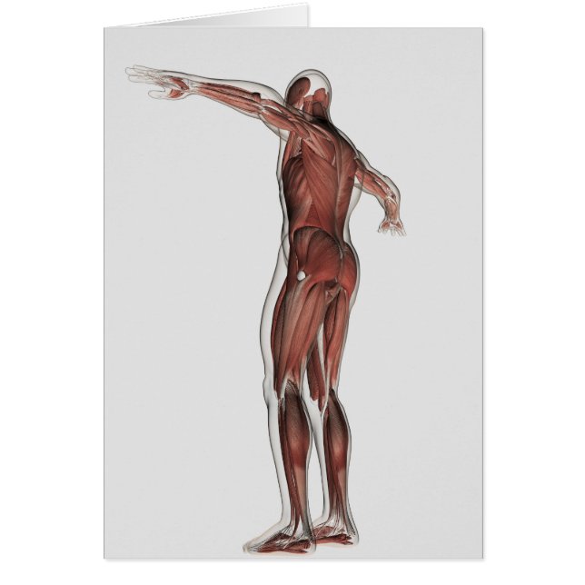 男性の筋肉システムの解剖学、後面図 (正面)