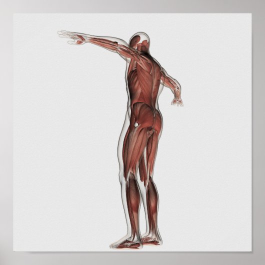 男性の筋肉システムの解剖学、後面図 ポスター (正面)