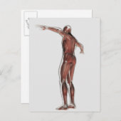 男性の筋肉システムの解剖学、後面図 ポストカード (正面/裏面)