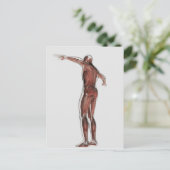 男性の筋肉システムの解剖学、後面図 ポストカード (スタンド正面)