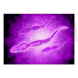 男性の精子細胞の顕微鏡の概観