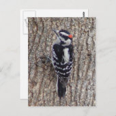 男性の綿毛のようなキツツキの鳥の郵便はがき ポストカード (正面/裏面)