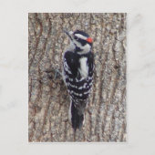 男性の綿毛のようなキツツキの鳥の郵便はがき ポストカード (正面)