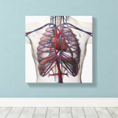 男性の胸部の医学的イラストレーション キャンバスプリント (インサイチュ (ウッドフロア))