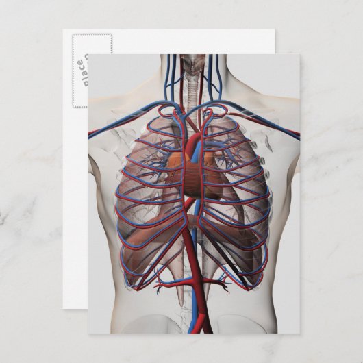 男性の胸部の医学的イラストレーション ポストカード (正面/裏面)