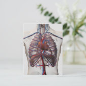 男性の胸部の医学的イラストレーション ポストカード (スタンド正面)