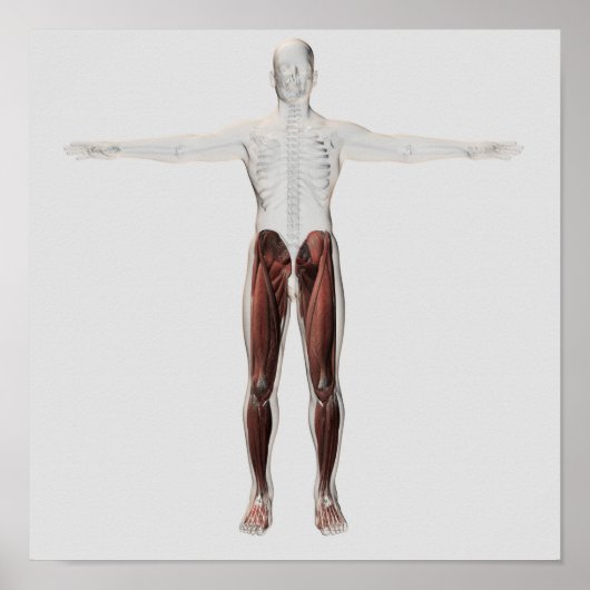 男性の脚の筋肉の解剖学的構造、前部2 ポスター (正面)