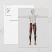 男性の脚の筋肉の解剖学的構造、前部2 ポストカード (正面/裏面)