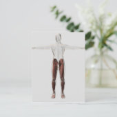 男性の脚の筋肉の解剖学的構造、前部2 ポストカード (スタンド正面)