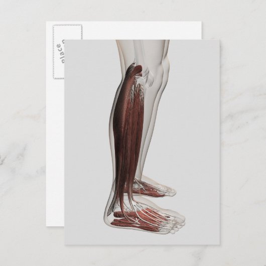 男性の脚の筋肉の解剖学， Anterior 3 ポストカード (正面/裏面)