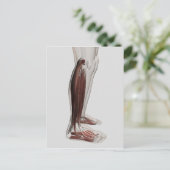 男性の脚の筋肉の解剖学, Anterior 3 ポストカード (スタンド正面)