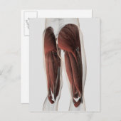 男性の脚の筋肉解剖学2 ポストカード (正面/裏面)