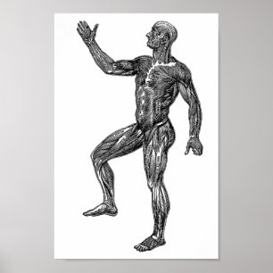 男性の解剖学筋肉医科学芸術 ポスター