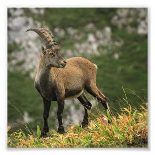 男性の野生の高山の、カプラのibex、かsteinbock フォトプリント