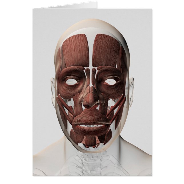 男性の顔の筋肉の医学的イラストレーション (正面)