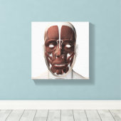 男性の顔の筋肉の医学的イラストレーション キャンバスプリント (インサイチュ (ウッドフロア))