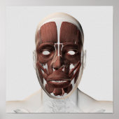 男性の顔の筋肉の医学的イラストレーション ポスター (正面)