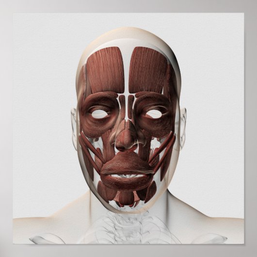 男性の顔の筋肉の医学的イラストレーション ポスター (正面)