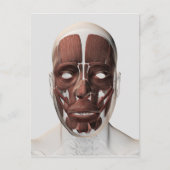 男性の顔の筋肉の医学的イラストレーション ポストカード (正面)