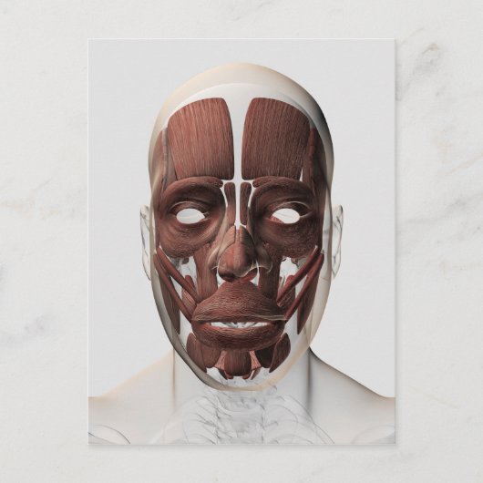 男性の顔の筋肉の医学的イラストレーション ポストカード (正面)