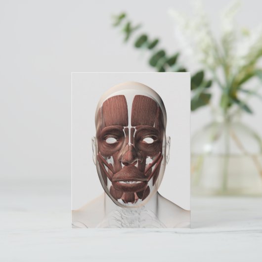 男性の顔の筋肉の医学的イラストレーション ポストカード (スタンド正面)