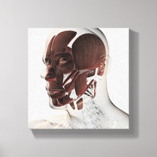 男性の顔の筋肉の解剖学的側面 キャンバスプリント (正面)