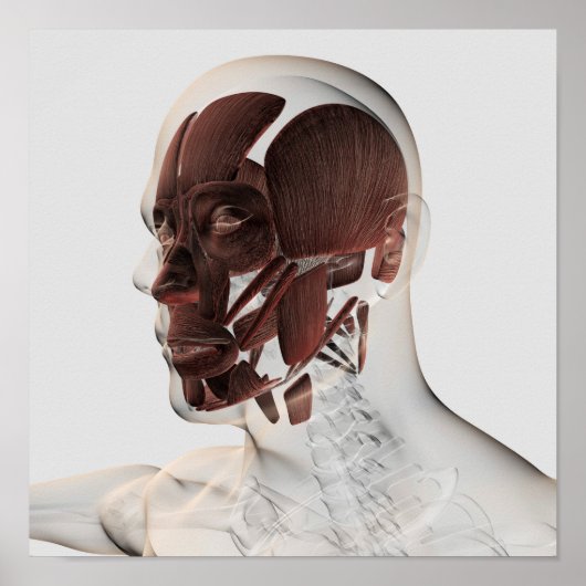 男性の顔の筋肉の解剖学的側面 ポスター (正面)