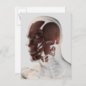 男性の顔の筋肉の解剖学的側面 ポストカード (正面/裏面)