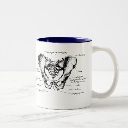 男性の骨盤の詳細 ツートーンマグカップ (右)