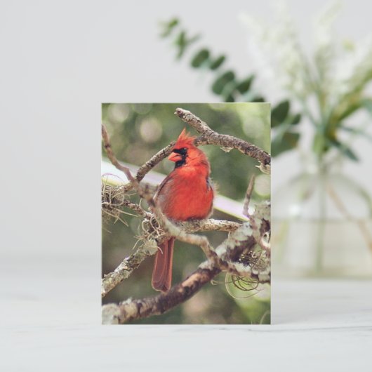 男性の（鳥）ショウジョウコウカンチョウ写真はがき ポストカード (スタンド正面)